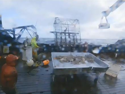 帝王蟹捕捞11,南风号满仓回港 #纪录片 #帝王蟹 #雪蟹