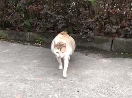 这个声音真能吸引猫过来😄