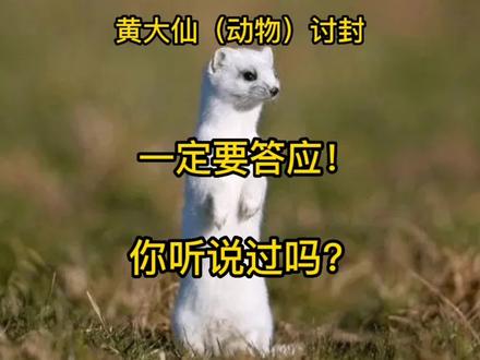 黄大仙(动物)讨封,一定要答应!不然会被报复!答应了会有好运#民间故事 #民间传说 #民间故事正能量 #奇闻奇事 #奇闻异事 @@