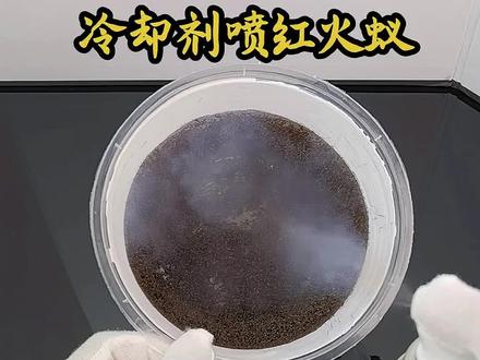 冷却剂喷红火蚁 #红火蚁#猎奇