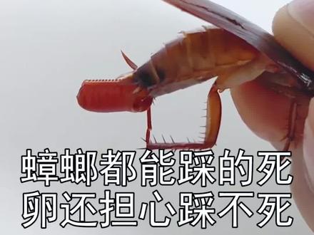 硬邦邦的蟑螂都能踩的碎,蟑螂的卵鞘还怕踩不碎吗?要是担心,就在地上多磨两下