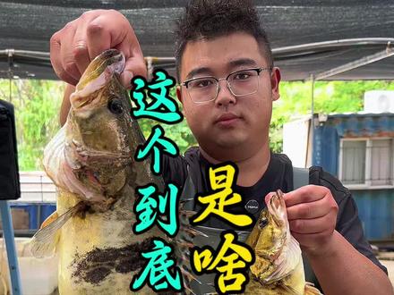 这个到底是啥鱼 花鲫 野生鳜鱼 鳌花@静轩_卖鱼的00后 #闸口鱼市 #鳜鱼 #野生鳜鱼 #鳌花鱼 #野生鱼