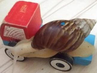 蜗牛具有一定的浮水迁移能力。蜗牛用肺呼吸,沉入水中(约6小时)会窒息死亡,但浮在水面的蜗牛可以通过流水在田间流动。能浮于水面白玉蜗牛、法国蜗牛等,将其身体伸出壳外,并通过伸长头颈不停地扭动来改变身体在水中的位置,使整个身体向周围的水面漂移。#蜗牛 #蜗牛养殖 #蜗牛养殖回收 #蜗牛养殖创业 #蜗牛养殖基地 #蜗牛养殖人 #白玉蜗牛 #白玉蜗牛养殖 #白玉蜗牛日常 #白玉蜗牛产卵 #白玉蜗牛孵化 #蜗牛饲养 #养蜗牛 #宠物蜗牛 #大蜗牛 #小蜗牛 #法国蜗牛 #蜗牛进食 #蜗牛吃东西 #蜗牛产卵 #蜗牛生蛋 #蜗牛下蛋 #蜗牛卵 #蜗牛孵化 #蜗牛原液 #蜗牛壳 #蜗牛肉 #蜗牛加工 #蜗牛运输 #蜗牛基地 #蜗牛土 #蜗牛饲料 #蜗牛吃饭 #蜗牛吃什么食物 #白玉蜗牛饲养土的成分 #蜗牛食用