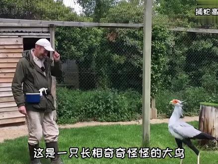蛇类克星:蛇鹫,一身的反蛇装备,勇猛霸气#神奇动物在抖音 #奇闻趣事 #野生动物零距离 #蛇鹫 #秘书鸟