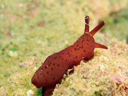 推动海洋经济高质量发展概念梳理海洋经济海上风电海洋生物 #海洋经济#海上风电 #海洋生物