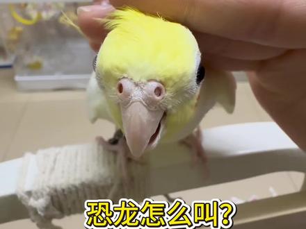 这才是真的恐龙叫! #尤和小鸟 #玄凤鹦鹉 #玄凤 #恐龙怎么叫 #玄凤日常