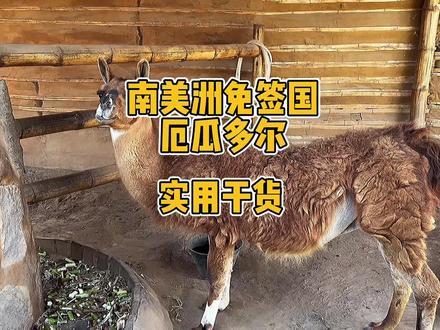 需要厄瓜多尔干货的看这里,首都基多老城区危险!更多关于厄瓜多尔的视频往前刷!#厄瓜多尔 #免签 #南美