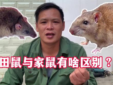 田鼠与家鼠有啥区别?小何拿出两只老鼠做对比,一看就懂#老鼠 #家鼠 #田鼠 #教学