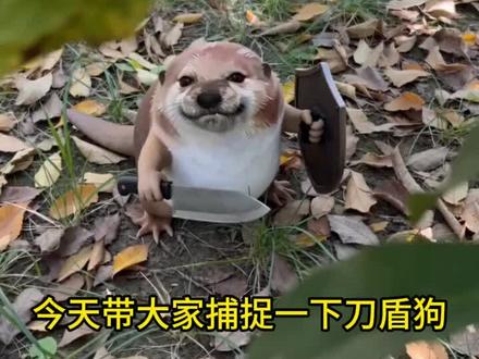 宝可梦刀盾狗 #我的刀盾