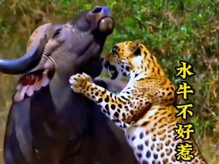 花豹想捕捉水牛,可没那么容易 #动物世界