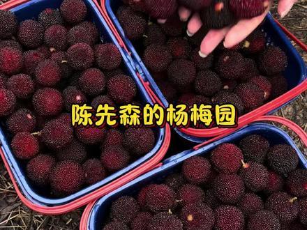 9.9就可以随便畅吃啦#杨梅 #杨梅采摘 #采摘采摘啦