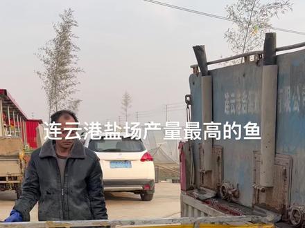 梭鱼是一种特殊的鱼类,既是海鱼,也是淡水鱼,适应各种盐度的水域,我们这里都是海水,养出来的海支鱼味道更为细腻