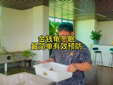 金钱龟如何做好冬眠安全措施呢#养龟日常 #宠物乌龟的饲养方法