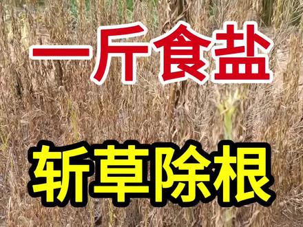 食盐除草方法#除草#果园除草方法 #房前屋后除草