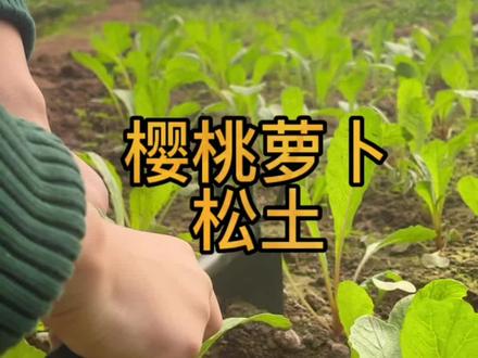 樱桃萝卜松土#三农 #我的小菜园 #种菜