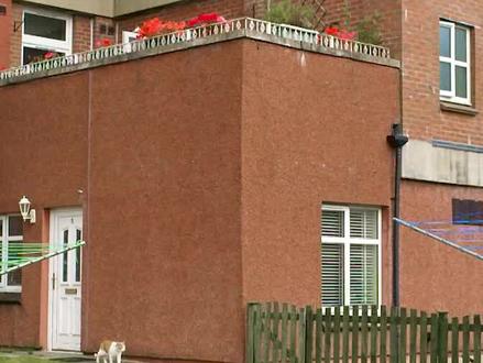 像蜘蛛侠一样的猫你见过吗#神奇动物在抖音 #科普 #萌宠 #猫 #萌宠出道计划 #猫咪 #流浪猫