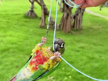 轻松遛鸟不伤脚,超轻牵引绳让爱宠自在飞翔! 小鹦鹉学会坐手后就可以牵出去溜达了!快来看看怎么训练吧~#科学养宠攻略 #萌宠 #鹦鹉 #鸟笼鸟具 #好物推荐🔥