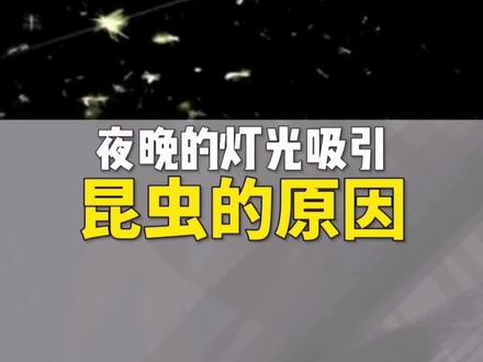夜晚灯光吸引大量昆虫的原因