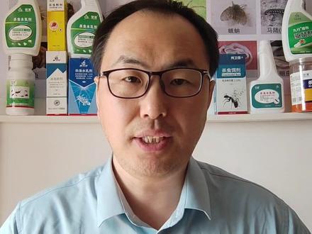 皮蠹幼虫如何彻底清除?皮蠹虫专用杀虫剂#皮蠹幼虫 #皮蠹专用杀虫剂 #皮蠹消灭方法 #皮蠹虫