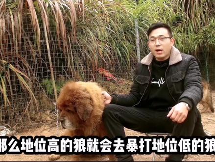平时温顺的拉布拉多犬突然发狂咬小孩