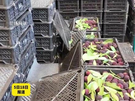 温州水果批发市场杨梅抽检21个批次全合格