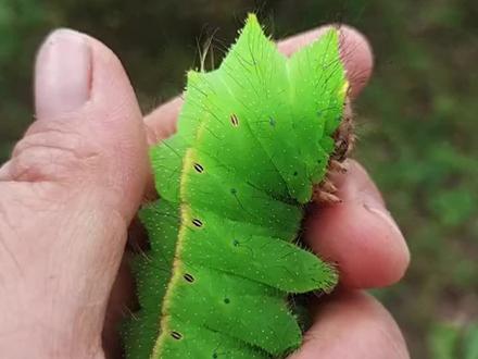 这些虫你都认识吗? #虫 #昆虫 #科普 #涨知识