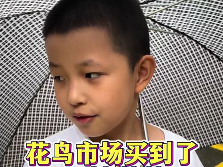 花鸟市场买到了一只蝈蝈 #昆虫