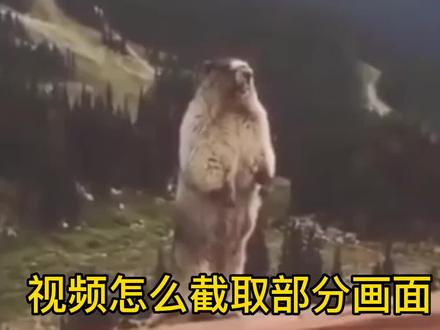 截取视频画面的一部分 如何裁剪视频画面 截出视频中某部分特定的画面 #视频画面裁剪 #剪映基础教程 #剪映特效