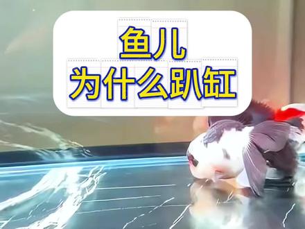 鱼儿为什么趴缸#水族 #观赏鱼 #养鱼日记