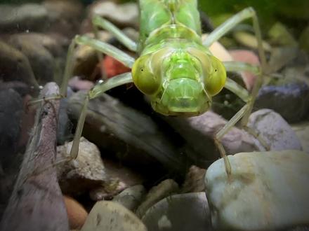 碧伟蜓,稚虫名为水虿;56天时间里,鱼缸里简直被它闹翻了天;#蜻蜓
