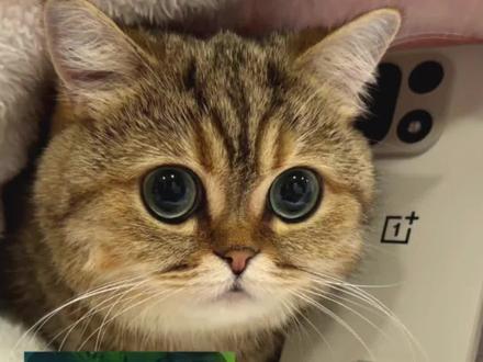 猫猫玩转王者荣耀计时器
最近新赛季各位上分顺利吗,一加15和一加Ace6系列的召唤师计时器可以帮野王轻松记住对面的闪现眩晕的倒计时,切后排更方便,而且发现OPPO商城还有羊毛,除了个性化定制背面图案文字,还会掉落积分啥的特别好玩,感兴趣可以去了解一下
#王者荣耀激励计划 #一加15 #OPPO五福年货节 #镭雕镌刻 #万物皆可种草搜 @抖音热点 @抖音创作小助手