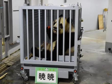 “拜拜了!我们和爸妈姐姐团聚了!”#大熊猫晓晓蕾蕾#国宝大熊猫 #欢迎回家