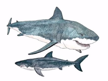 #我要上热门 又一个敢和龙王鲸干架鲨鱼,波塞冬拟噬人鲨#学浪计划 #我和妈妈学科学 #学霸来了 #画画 #手绘