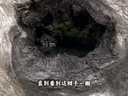 终于理解了修仙小说中先天福地和后天福地的区别 #盆景 #小说 #福地