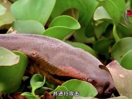 亚马逊河里的怪物?不熟悉的河不要进,胆小勿入 #怪物 #动物 #蟒