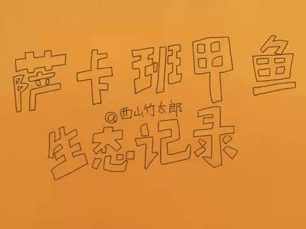 原创动画 萨卡班甲鱼#萨卡班甲鱼 #逐帧动画 #原创动画 #精神状态belike #动画