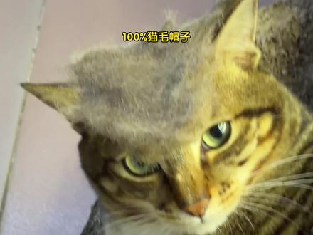 麦鹅:不吃饭就会饿#诚实一口烘焙猫粮 #诚实一口小金袋 #喵咪日常