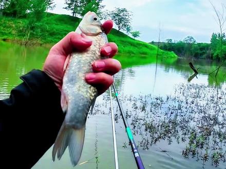 合肥野河居然能有这么好的资源!鲢鳙和鲫鱼同时拥有!#合肥野钓 #鲢鳙 #野钓鲫鱼 #原来钓鱼才是抖音运动顶流