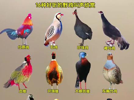 好听的野鸡叫声#抖音玩法合伙人计划 #鸟类叫声 #野鸡 #雉鸡