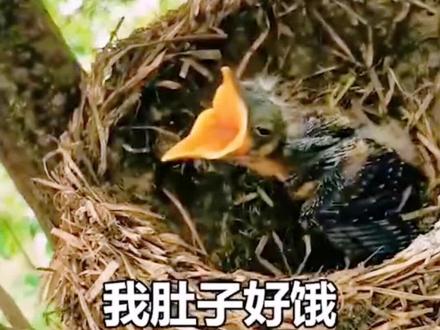 救命!我肚子好饿#星爷电影经典台词