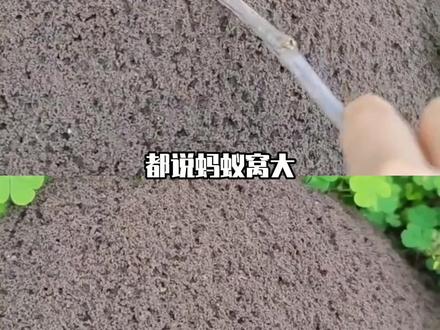 蚂蚁窝究竟有多大?#蚂蚁窝 #切叶蚁 #红火蚁