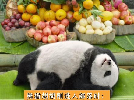 胡胡固然可爱,小朋友们的语音更让人欲罢不能~#熊猫计划之部落奇遇记 #熊猫huhu