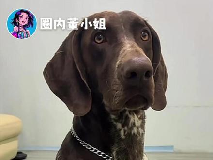 金宝再也不会离开妈妈了 #刘传奇 #波音达犬 #小狗 #感动瞬间