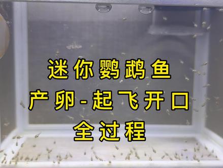 迷你鹦鹉鱼从产卵到起飞全过程 #我的养鱼日记 #迷你鹦鹉鱼繁殖