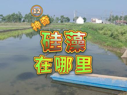 #底栖硅藻 都去哪了?#硅藻 的作用#大闸蟹养殖 #小龙虾养殖 早春#肥水