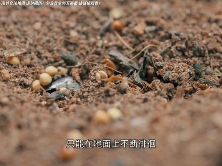 买了一千只害虫蚂蚁,看它们和别的害虫打架!