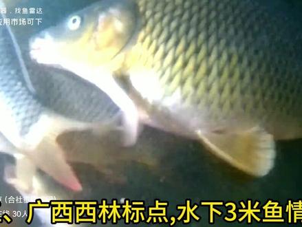 10月12日,万峰湖13个不同位置的水下鱼情!#钓鱼 #钓友 #万峰湖
