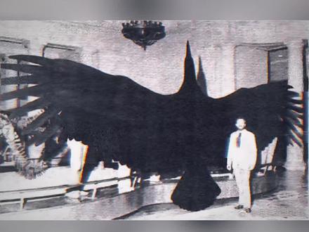 有点幻视童年阴影食猴鹰了