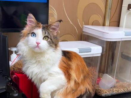 爆米花屁屁为什么这么干净!秘诀就是~ #佑多萌#佑多萌萌小畅#宠物益生菌#萌小畅益生菌#三花缅因猫