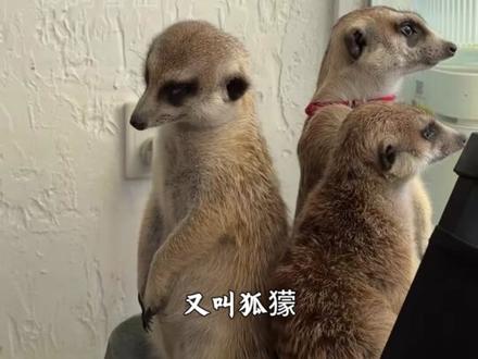 奶凶奶凶的鼬科动物! #科普知识 #黄鼠狼